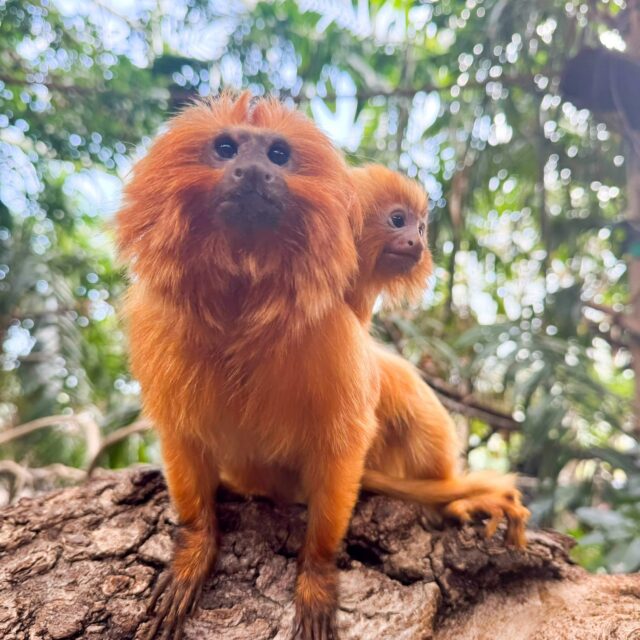 It is with heavy hearts that we share the passing of our beloved golden lion tamarin, Raff.

Raff arrived at the Zoo in June 2018 and she was one of the first of her species to make a home in our rainforest habitat. For years, she was a vibrant presence in our rainforest, easily recognized by the unique, permanent bend in her tail.

Raff was an extraordinary mother, maintaining the social order of her group while raising the beautiful chaos of her many offspring: Angus, Magnus, Boudicca, Archie, Leopold, twins Colin and Hildreth, and Nora. She was a remarkable ambassador for her species, connecting countless visitors with the wonder of the rainforest.

Sadly, Raff passed away last week due to complications experienced during her pregnancy. In the days since her passing, our dedicated animal care team has been closely monitoring her partner Kyle and her youngest children, Colin and Nora. We will continue to provide them with the highest level of care and support during this transition to ensure their ongoing health and wellbeing.

Raff leaves behind an incredible legacy and her presence will be deeply missed by the keepers, staff and visitors who grew to love her. 💕