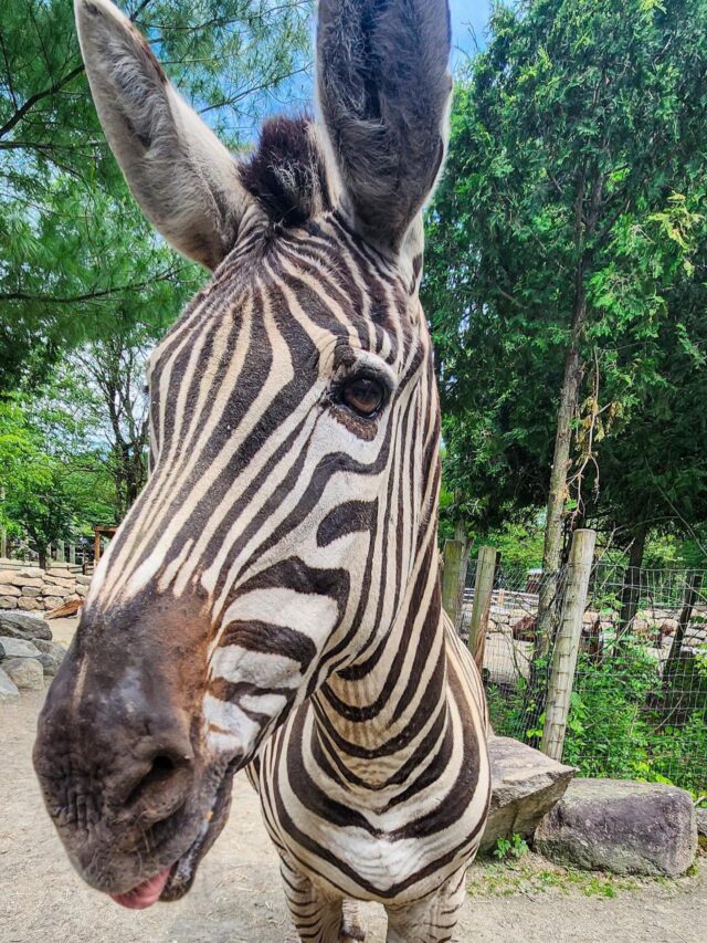 Join us in wishing Zipper the zebra a stripe-tacular birthday! 🥳🦓💜