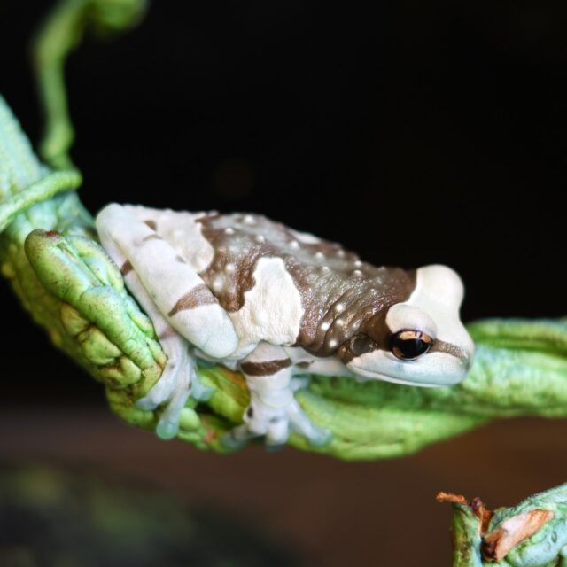 It’s World Frog Day! 🐸 Meet the iconic Amazon Milk Tree Frog ✨

Don't let the name fool you, they don't drink milk! When they feel threatened, these frogs secrete a white, poisonous fluid from their skin that looks like milk. It’s a clever "stay away" signal to hungry predators.

These arboreal beauties are also famous for their blue-tinted skin and incredible climbing skills. They have huge toe pads that help them live high in the rainforest trees, rarely ever touching the ground.

As amphibians, they are an indicator species. Their health tells us exactly how healthy their environment is because they are the first to feel the effects of pollution and climate change. While these frogs aren't currently endangered, their home, the Amazon Rainforest, is under constant threat from deforestation. Sharing their story is the first step in protecting them, because every voice added to the chorus helps ensure these vibrant frogs have a home for generations to come.