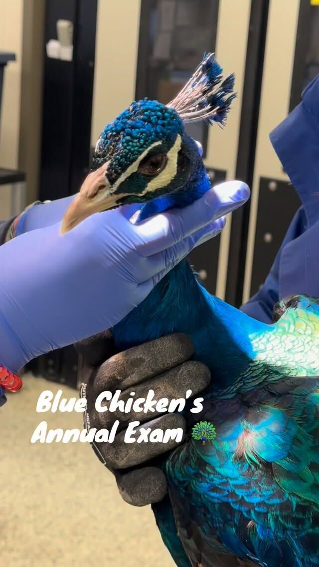 Blue Chicken passed his annual exam with flying colors! 🦚

Our vet team performed a head-to-tail visual exam, a routine beak trim, and a blood draw to ensure everything is perfect under those fabulous feathers!

Blue Chicken is now back to his regularly scheduled routine of strutting around Zoo grounds! 

#peacock #zoo #vetexam #wildlife
