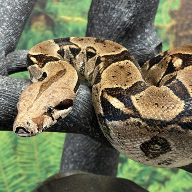 I 'mustache' you a question... Did you know that the red-tailed boa's distinct mustache shaped marking is used for camouflage? 🥸

The stealth-stache mark acts as disruptive coloration, breaking up the outline of the snake's head and masking the shape of the eye. This makes it much harder for prey (or predators) to spot them while they’re camouflaged in leaf litter waiting to strike.

🐍 Edwin the red-tailed boa ambassador
📸 Meg M. (School Programs Instructor)