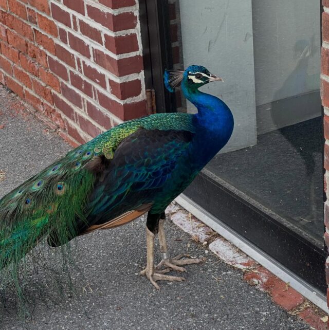 Blue Chicken knows he looks good, but sometimes he just has to stop to admire! 🦚  Happy #WorldPeacockDay to the most dapper, loud, and chaotic disco chicken around 💚