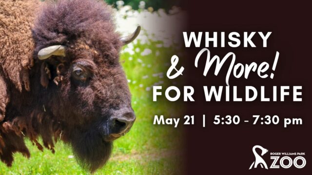 Indulge your wild side at Whisky & More for Wildlife on May 21!

Guests 21+ can enjoy: 
✨ Scenic Zoo spaces & animal encounters 
✨ Exclusive whiskies, tequila, bourbon, and gin curated by expert Level 4 Sommelier Irene Tan of Whisky Mentors
✨ Delicious hors d’oeuvres 
✨ An exclusive silent auction

Sip with a purpose and help support vital conservation efforts! Tickets are limited, get yours: bit.ly/rwpzoo_whisky