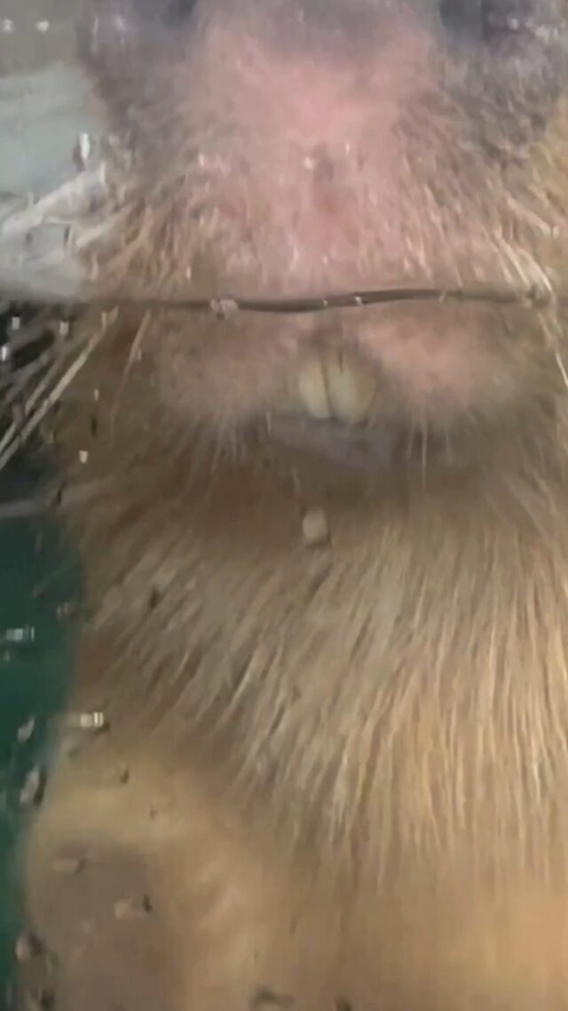 🚨The wait is over- meet our newest resident that had the OGs shook. And we promise this is NOT an April Fools joke! We can't wait for you to officially meet Carsie ☺️