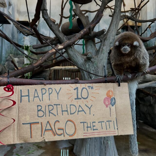 Look who turned 10! 🥳 Help us wish Tiago the titi monkey a very happy birthday 🎉🎁

📸 Keeper Jill
