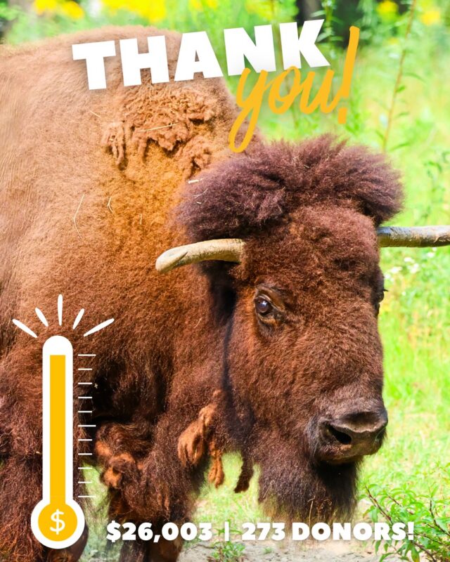 Your contribution to the Zoo during 401Gives has an impact beyond its dollar value. By contributing, you told us that you value your Zoo and the wildlife under our care! So, thank you.

It was a real pleasure to see the big smiles on my teammates’ faces as they watched the outpouring of support for their work take shape. You made our day! Again, thank you.

In the final tally, your generosity enabled us to raise two and a half times our initial goal! Two hundred seventy-three donors gave $26,003 to the Zoo, in all, for the purpose of remodeling the bison habitat and expanding the herd. 

Progress is now underway upgrading the bison habitat so Nutmeg’s new herd-mates can make their way to Providence. We all look forward to that day, and you helped make it happen.

Thank you,
Stacey Johnson, Executive Director
Roger Williams Park Zoo