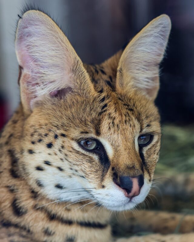 High-frequency ears, low-frequency Monday vibes. 🥱