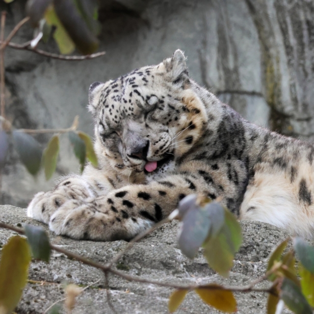 Rise & Shine ☀️ It's Caturday!