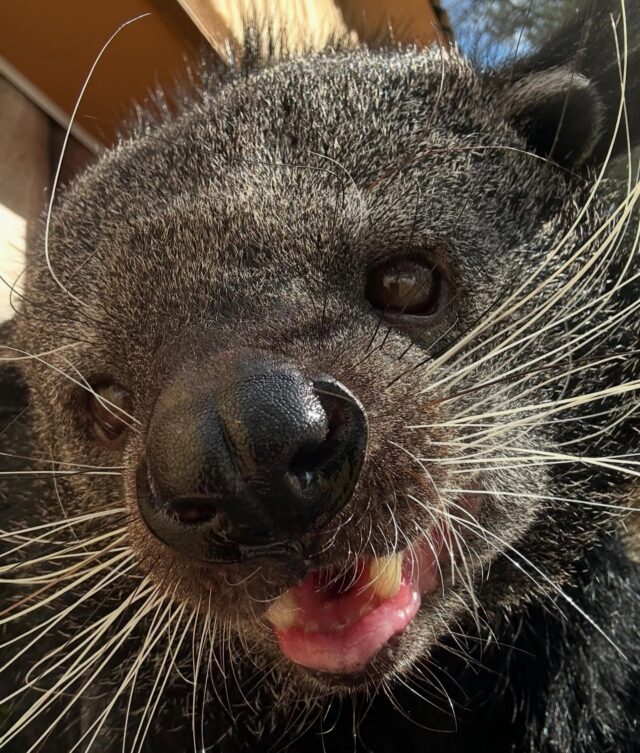 Happy World Civet Day to some of the most unique creatures on the planet! Did you know Binturongs are the largest species of civets? 

Civets are smaller omnivorous, nocturnal mammals that belong to the Viverridae family. Today we are shining a light on the fascinating, often overlooked civet, a crucial guardian of forest health and biodiversity. 

📸 Keeper Kate