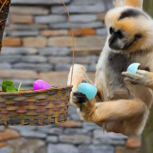 Swinging in to wish you all a very Happy Easter! 🐣 

Our gibbons are celebrating with some egg-straordinary enrichment full of sweet surprises! We hope you are too. ☺️🐰🌷