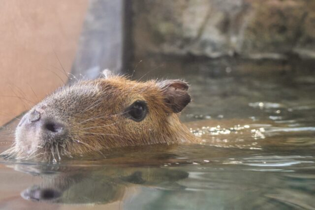 We are thrilled about the warm welcome that our newest resident Carsie the Capybara has received thus far! We have received a lot of questions, and we want to help you get to know him a little better.

While capybaras are social animals, Carsie was unfortunately bullied and injured by his previous group. Because he’s now fearful of other capybaras, he’s currently living solo for his own safety. We are keeping an extra close eye on his well-being and are already exploring unique companionship options for him. Stay tuned for updates.

Carsie is adjusting very well to his habitat and building trust and bonds with his keepers. We are very excited he has joined our Zoo family, and can't wait for you all to meet him in the Faces of the Rainforest! 💙