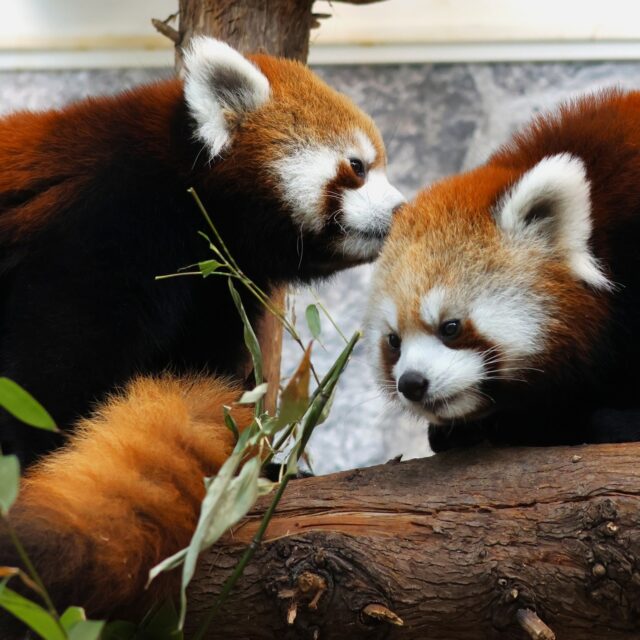Happy National Zoo Lovers Day! ❤️ Many of us grew up visiting these animals and are now sharing that same magic with the next generation. What made you fall in love with the Zoo? We’d love to hear your stories! 

#Zoolovers #animals #zoo #conservation