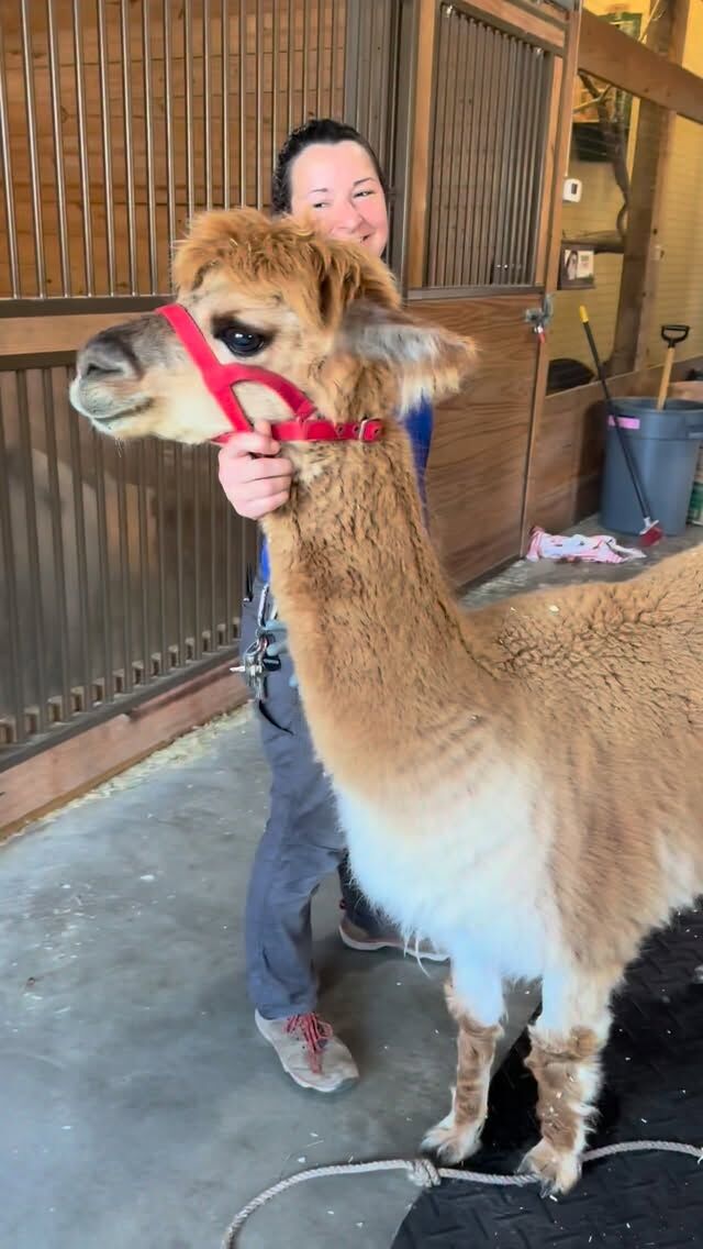 Look who wool-y needed a haircut! ✂️ Our alpacas and sheep had their annual shearing just in time for the warm weather! 

A huge thank you to Erin from @sepefarm for the incredible care and expertise given to our animals during their shearing. Erin, along with our keepers Lauren, Gabe, and Alec, created a stress-free environment ensuring that our animals were comfortable and safe during their shearing. Now they are all ready for a cool summer! ☀️