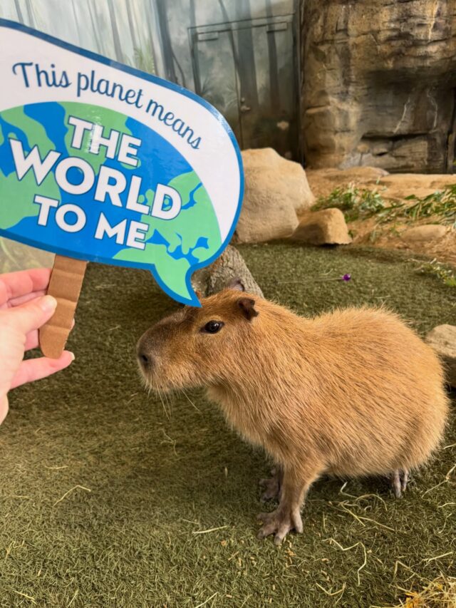 Carsie wants to remind you to Party for the Planet with us tomorrow 4/21 & Wednesday 4/22! 🌎🌱🐝

Help us celebrate Earth Day with a family-fun filled day at the Zoo featuring local vendors & community partners, engaging activities, and ambassador meet and greets, all while learning about how to help care for our planet. 💙

Party for the Planet is included with Zoo admission. We hope you can join us in celebrating our beautiful home! 🌎