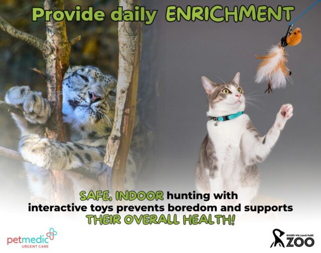 Whether they’re snow leopards or house cats, we all want our feline friends to live long, adventurous lives! 🐱 We’ve teamed up with @petmedic.warwick to show you how to keep your cats enriched while protecting local wildlife.

PetMedic often sees injuries and illness tied to outdoor exposure - trauma, bite wounds, and tickborne disease. The good news? These are largely preventable! You can satisfy your cat's craving for exploration without the risks. Swipe to see how to create a safe, stimulating environment for your pet! A favorite solution is a Catio - a secure, enclosed outdoor space where cats can enjoy the fresh air without facing hazards or harming local songbirds. It’s a win for both your pet and backyard conservation. 🐈‍⬛🐦

Want to see one in person? Visit the Zoo to check out our new Catio, meet our four resident cats, and get some inspo for your own home! In the meantime, if you have any concerns about your cat’s health, head over to our friends at PetMedic for expert care.
