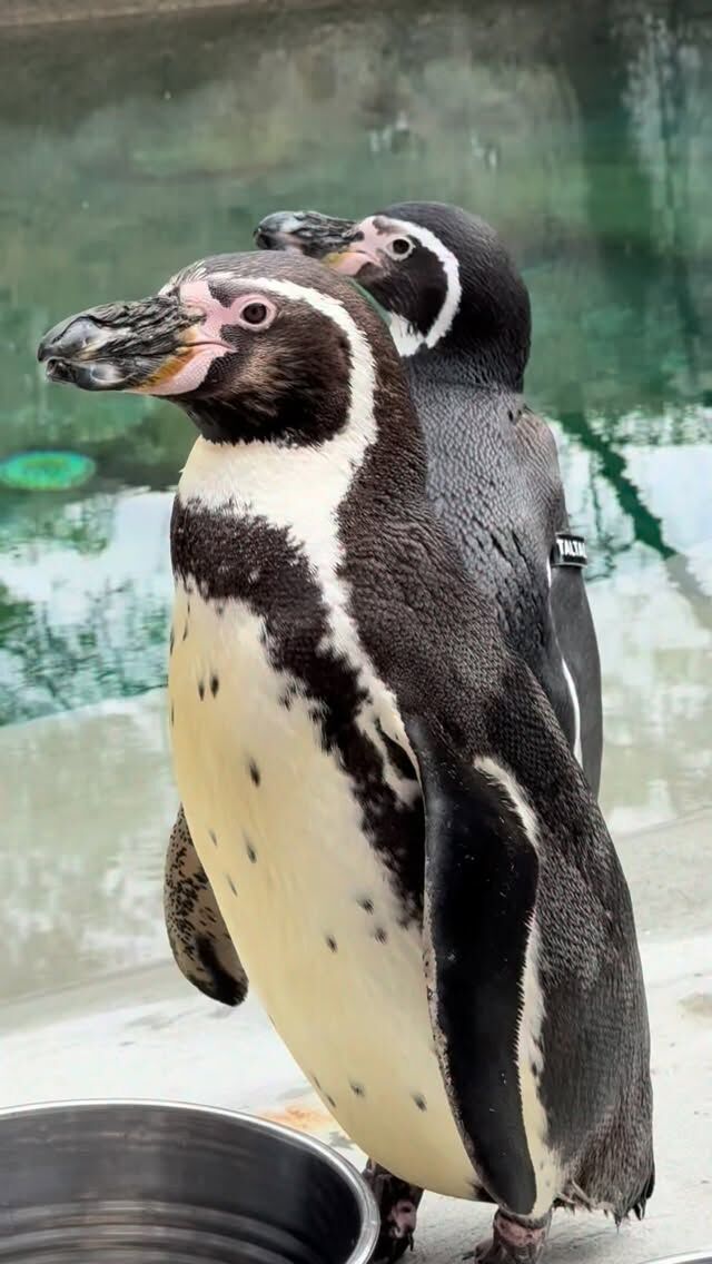 Waddling into World Penguin Day! 🌎🐧 We hope you are on your way to celebrate with our colony of Humboldt penguins at the Zoo today! 

If you slide by for World Penguin Day, be sure to tag us in your fav photos of our flightless friends from your visit! 📸