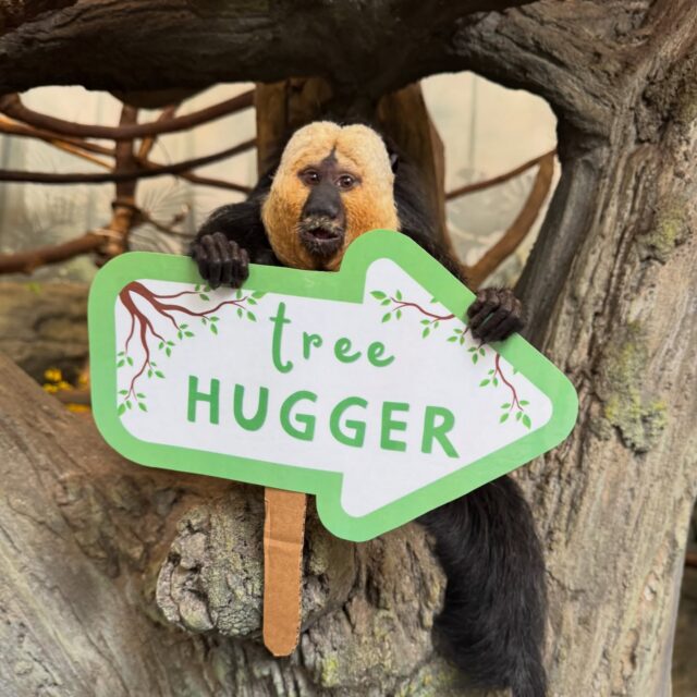 Happy Earth Day! 🌎💚 At the heart of everything we do is a simple truth: Wildlife depends on us, and we depend on them. From the smallest pollinators in our backyards to endangered species halfway across the world, every living thing plays a vital role in the health of our planet, and it is our responsibility to help protect them. 

This Earth Day, we hope you feel empowered to join us in conserving wildlife and wild places by making small changes in your daily habits. Whether it’s using a reusable water bottle and shopping bag, composting at home, or planting native pollinator-friendly gardens. Together, our small ripples can make a wave of a difference. 🌊