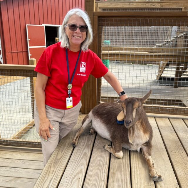 Sending extra ❤️ to our volunteers for Volunteer Appreciation Week! 

We are taking a moment to shine a light on the incredible individuals who give their time, energy, and passion to support our mission. From creating engaging and educational experiences with guests and keeping our Zoo grounds looking fresh, to encouraging play and sparking curiosity with our youngest visitors and campers. We can't thank you enough for your wild dedication to making a positive difference every day! 👏🏼