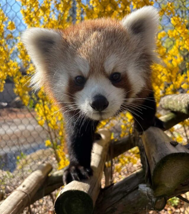 Katara is soaking up some sun! ☀️ 

Our red panda twins have been enjoying some time exploring outside. 🌼 

📸 Keeper Bri
