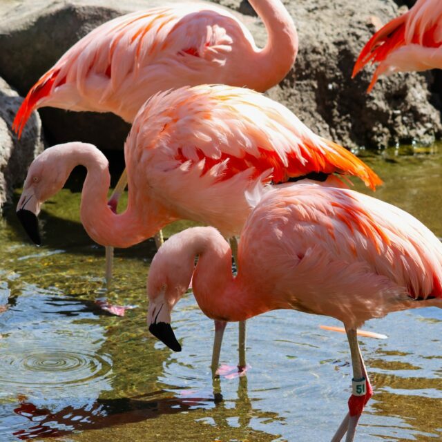 It’s International Flamingo Day & our Chilean flamingos are ready for their close-up! 🦩💖 From their gravity-defying one-leg stance to their specialized beaks built for filter feeding, these birds are anything but ordinary.

Protecting Chilean flamingos means protecting entire wetland ecosystems. These iconic birds rely on healthy, balanced habitats to survive, and their presence is a key indicator of environmental health. When we conserve flamingos, we’re also helping safeguard countless other species that share their fragile homes.

Roger Williams Park Zoo is a committed partner of the AZA SAFE Andean Highland Flamingo program, working alongside other accredited zoos and aquariums to help conserve flamingo species and their habitats in the wild.

 #SavingSpecies #WeAreAZA #SAFE_AHF