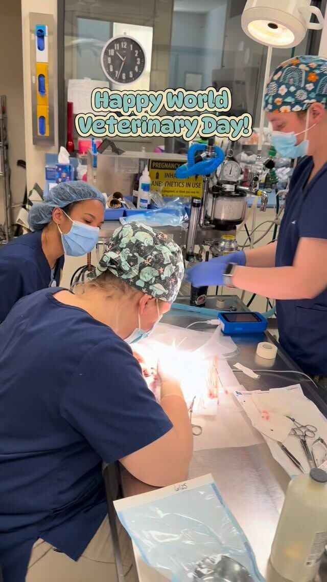 Kinda busy providing top notch care to all of our animals! 💁🏼‍♀️ Happy World Veterinary Day to our incredible team of veterinarians, vet techs, and vet students! 🩺💙
