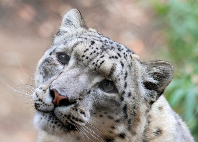 Celebrating 7 years of beautiful Asha! 🎉🎂🎊 Join us in wishing our female snow leopard Asha a purr-fect birthday! 💜