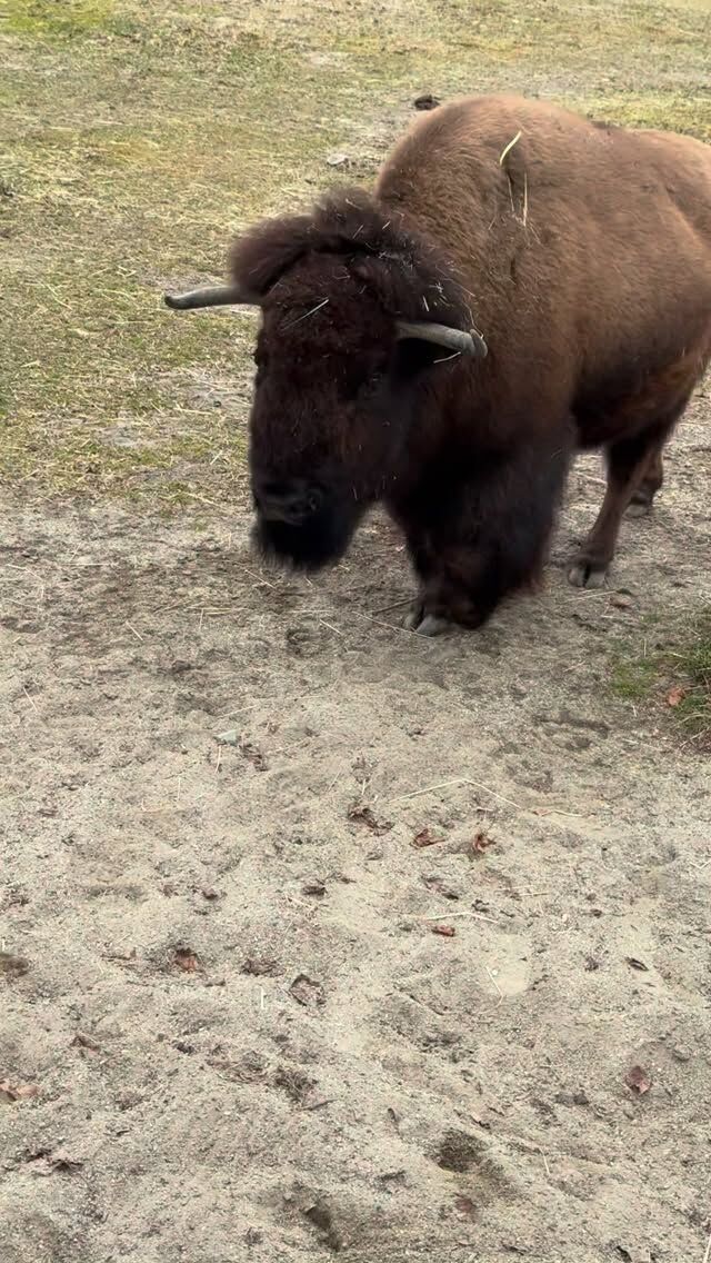 Nutmeg on her way to grab a little sweet treat 🦬💨