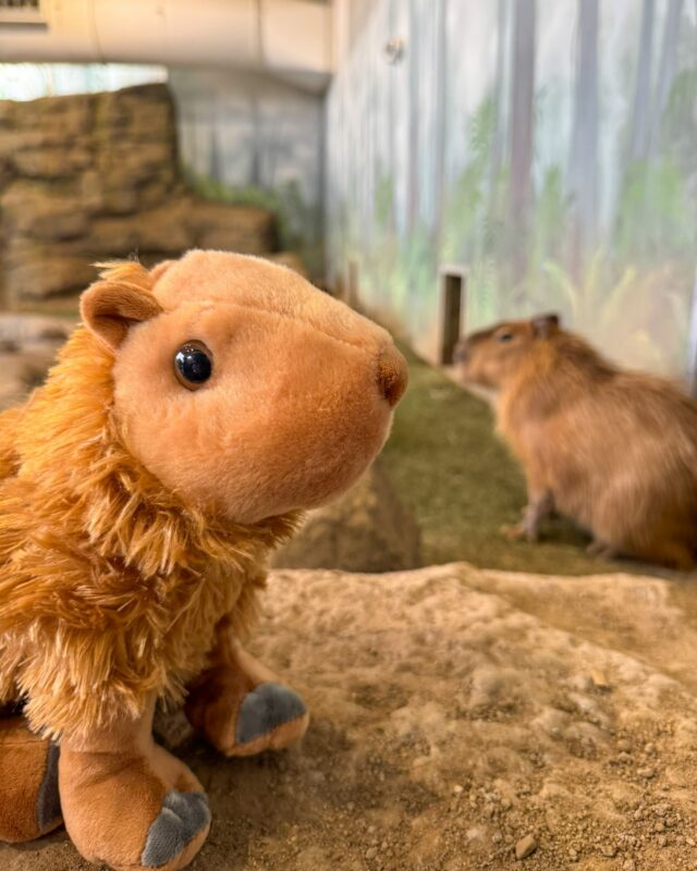 Looking for the perfect Mother’s Day gift? Don't worry, be capy - you can give Mom all the joy of a new animal, without all the chores, by symbolically adopting her favorite species! 🐾

Order a plush adoption by Tuesday, May 5th, or grab a last-minute virtual adoption by Friday, May 8th to ensure it arrives on time: bit.ly/adopt_rwpzoo

It’s a meaningful way to honor Mom while helping us care for our amazing wildlife!