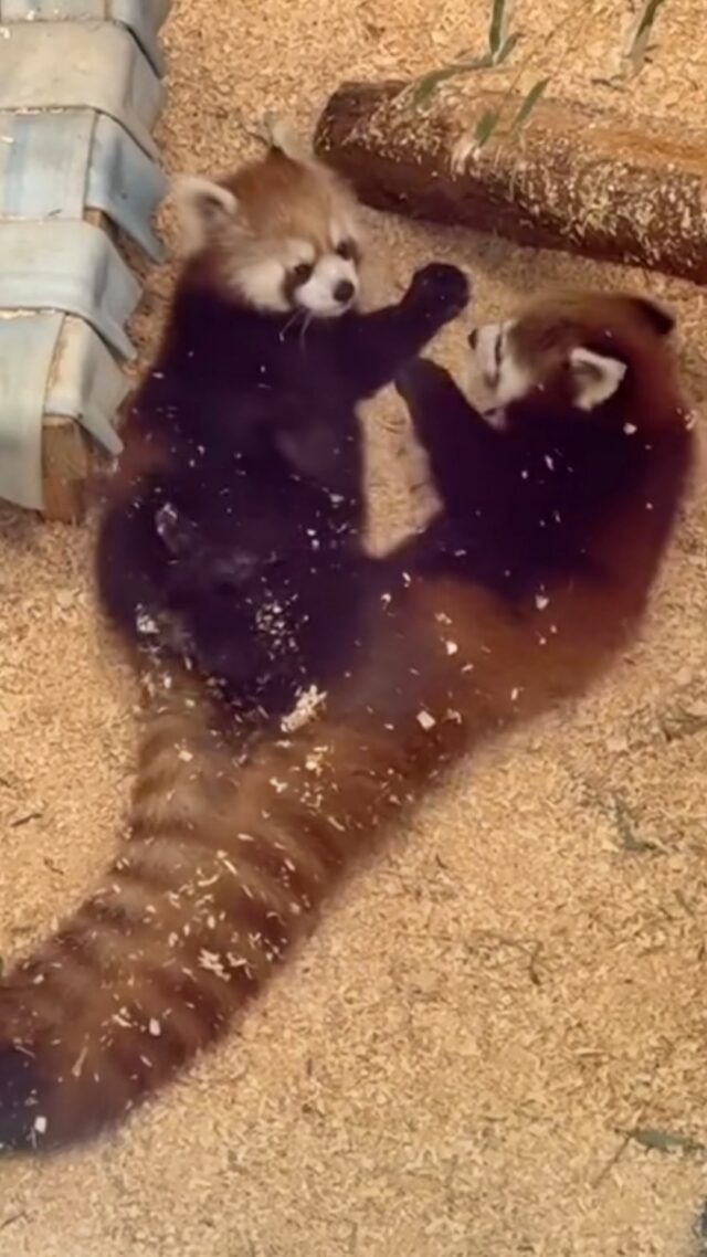 Cuteness attack 😍

📷: Special thanks to Zoo member, Susan Bailey Callegari, for capturing this adorable video of Sokka and Katara, our red panda siblings!