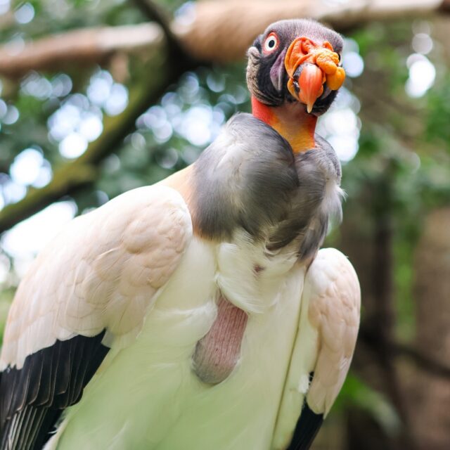 Happy Hatch Day to Nubs, our female king vulture! 43 years of celebrating this sweet, majestic girl. 👑🎉🎂 

Help us wish Nubs an egg-ceptional hatch day with some love in the comments! 🧡