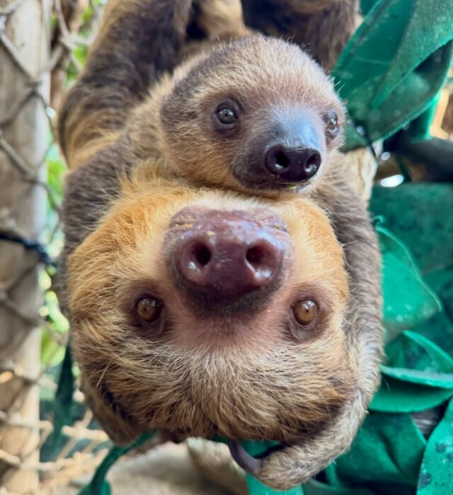 Happy Mother’s Day to all of the moms, grandmas, and mother figures who provide a soft place to land and a steady hand to hold! 💛

Don’t forget- all moms receive FREE Zoo admission today Sunday, May 10th. 🌼