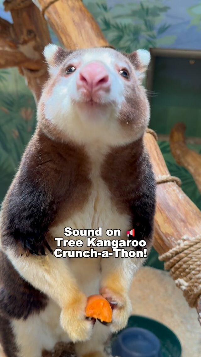 🔊 Volume UP! Keweng, Ren & LaRoo are bringing the ultimate crunchin’ energy for the 2026 International Tree Kangaroo Crunch-a-Thon! Every like, share & view counts as a vote for our snack-loving trio as the Crunch-a-Thon Champs!

In partnership with the AZA Tree Kangaroo SAFE program, we’re participating in the Tree Roo Crunch-a-Thon to help shine a spotlight on this endangered species. Our Zoo is home to three Matschie’s tree kangaroos - a species of tree kangaroo native to the cloud forests of Papua New Guinea.
#treeroocrunchathon2026 #treekangaroos #worldtreekangarooday