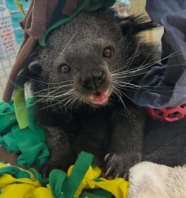 Today is World Binturong Day, a time to celebrate one of the most interesting mammals native to the rainforests of southeast Asia. Binturongs are famous for smelling like buttered popcorn, but they are also incredible “gardeners”, playing a huge role in keeping the rainforest healthy.

Did you know? Binturongs don’t just live in the trees; they help grow them! They are one of the only animals capable of digesting the seeds of the strangler fig, helping to disperse them in different spots through their droppings (yes, 💩!) effectively planting new life all over the jungle.

By sharing their story, we can help protect these incredible creatures and the forests they call home! 

#BINTURONGDAY2026