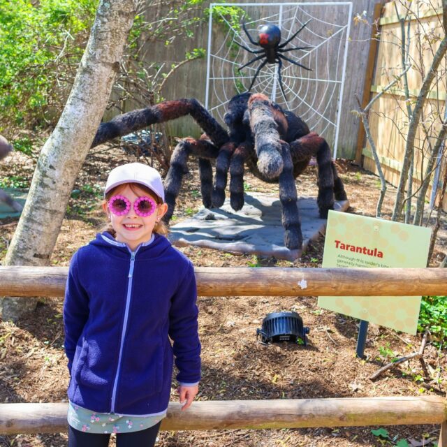 Big bugs, bigger smiles 😄 We're spinning up some serious fun at A Bug's World! 🕷🕸 Bring the whole family for an adventure that will leave you completely entangled. 

Spark your curiosity and see the insect world from a whole new perspective >> rwpzoo.org/bugs 🐛🐌🪲