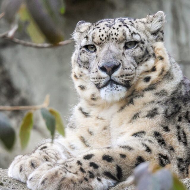 Wishing the coolest cat around a very happy birthday! ❄🎉 Sabu, our male snow leopard turned 14 years old today. 🎊

#snowleopard #catsofinstagram #amazinganimals #birthday #zoo