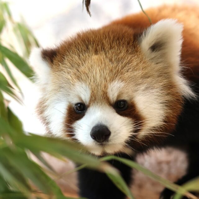 Today is Endangered Species Day, a time to celebrate the incredible wildlife we share this planet with, and a wake-up call to protect them before they’re gone forever. 

For more than 50 years, the Endangered Species Act (ESA) has served as a vital safety net for wildlife, helping prevent the extinction of 99% of the species under its protection. Recently, the law has faced a number of challenges, including changes that will impact habitat protections. At the same time, public support for wildlife conservation has remained strong. Thanks to conservation organizations and people like you who care deeply about protecting nature, vulnerable species and habitats, the outpouring of support is firmly pushing back against changes to the ESA. Your voice can make a difference! 💙

You can join us in standing for wildlife by visiting the Zoo to celebrate Endangered Species Day tomorrow, Saturday May 16th. Meet amazing animals and learn about the important work being done right here and around the globe to protect them. Plus, enjoy fun education stations, live musical entertainment by the Unlikely Strummers, special Tree Kangaroo Day activities and games, and connect with local community groups.

Can't make it to the Zoo? You can still make an impact! Head over to the @endangeredspeciescoalition to learn how to take direct action to defend the ESA. www.endangered.org/take-action/ 

#EndangeredSpeciesDay #SaveTheESA #WildlifeConservation