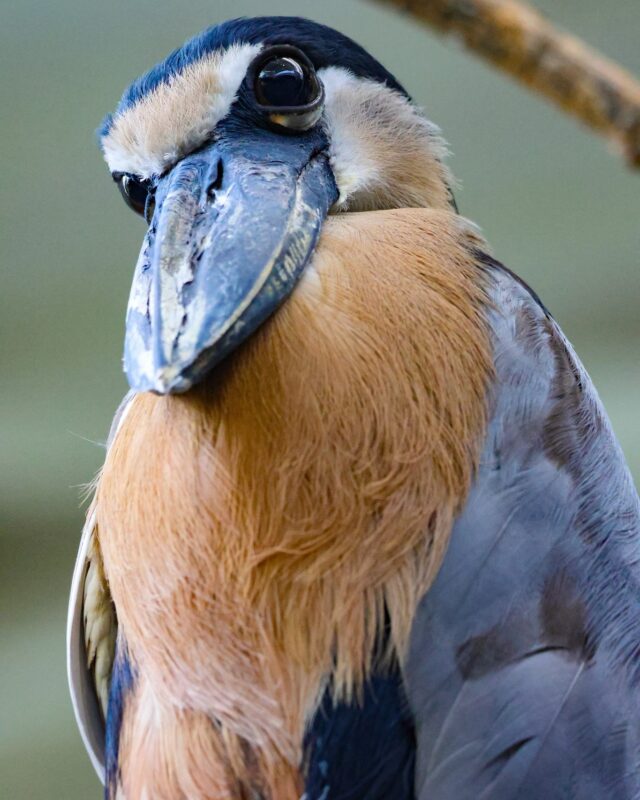 Don't forget to look up! 😉The next time you stroll through our rainforest, you might just spot the incredible boat-billed heron! 

These unique birds get their name from its broad bill that resembles the hull of a boat, perfect for snatching up fish, crustaceans, insects, and amphibians. They’re large, dark eyes are also adapted for nighttime hunting. 

What other fascinating species here at the Zoo are you curious to learn more about?