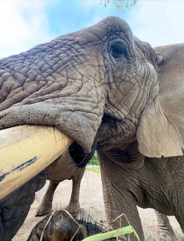 Let’s address the elephant in the room… everyone say hi to Kate! 👋🏼