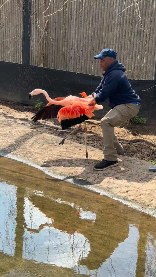 🦩🩺 Our flamingo flamboyance had their annual exams! 

Thanks to the incredible teamwork of zookeepers and vet staff, our 19 flamingos all received full body checkups, annual vaccines, and blood work! Exams like this help our animal care teams ensure everyone is looking and feeling good, and allows them to provide prompt care if anything needs to be addressed. Great work, team!