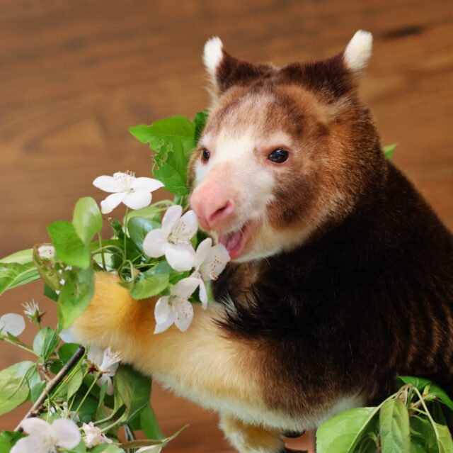 Giving our tree roos their flowers (literally & metaphorically) for World Tree Kangaroo Day! 💗🌸 

Native to the mountainous cloud forests of Papua New Guinea, the endangered Matschie's Tree Kangaroo functions as an indicator species. This means the health of their population directly reflects the health of their entire ecosystem. By spreading awareness about these marvelous marsupials, we can continue to help protect them and their habitats for generations to come! 

#TKSafe #WorldTreeKangarooDay #SavingSpecies