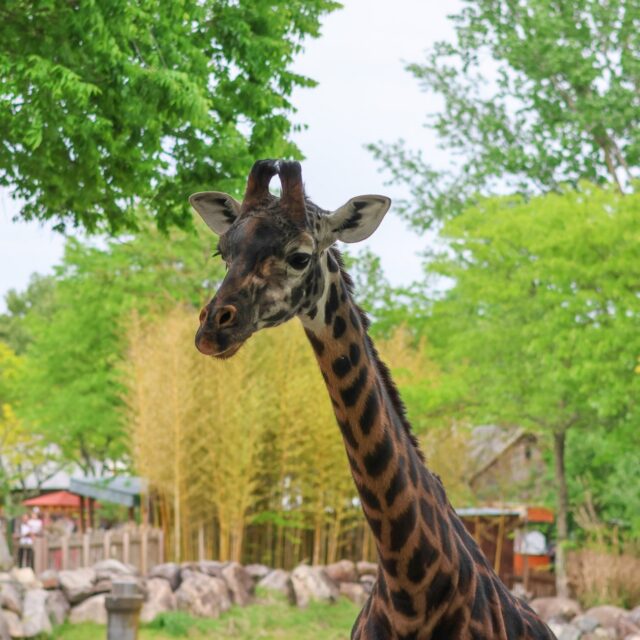 We've got your Memorial Day plans covered! 🦒🪲🚂 Come visit the Zoo and A Bug's World for a jam-packed day of discovery with the whole family. 

Spend time with your favorite animal friends, ride the train, meet an armadillo, and of course, don't forget to fly on over to A Bug's World for a supersized immersive bug experience! Head on over to rwpzoo.org to plan your visit today.