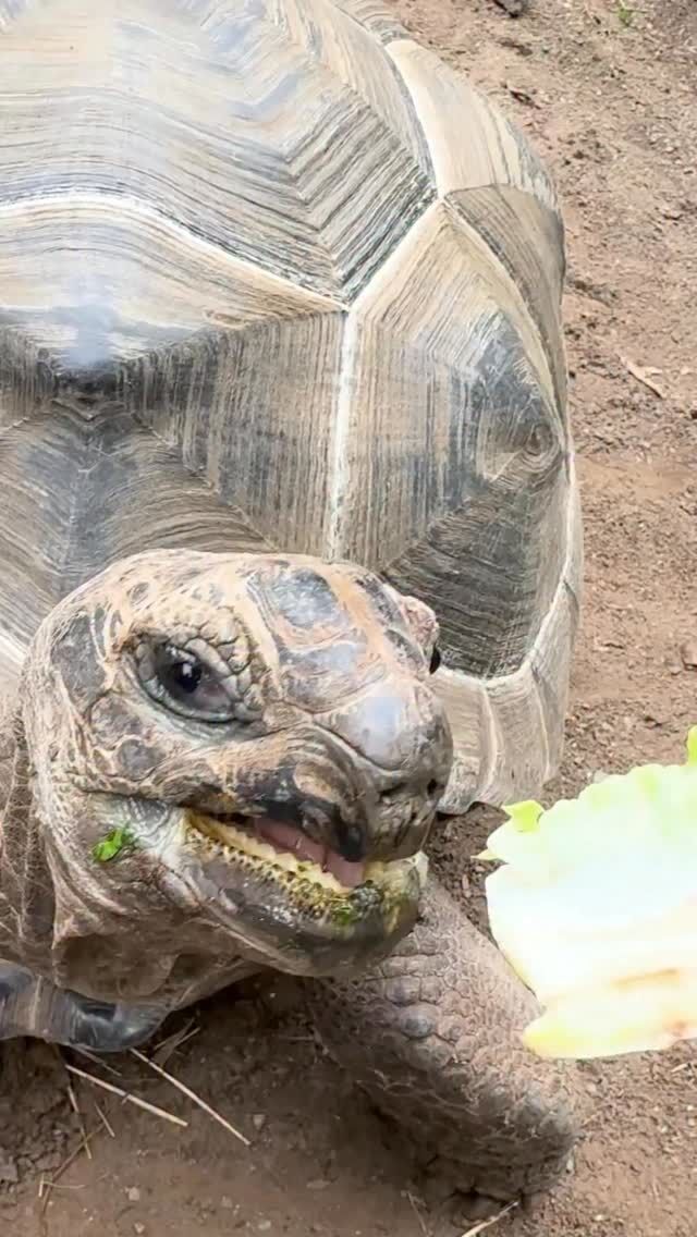 Happy World Turtle Day! 🐢🥬 Some crunchy snacks make for the perfect treat to celebrate these incredible creatures. 

Our Aldabra tortoises, red-footed tortoises, and radiated tortoises are just a few species of turtles we have here at the Zoo. (Yes, all tortoises are turtles!) We hope you can come visit them, and the rest of the turtles that call our Zoo home to celebrate today! 💚