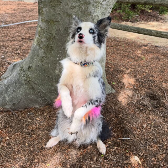 Raise a paw if you are ready for Canine Champions for Conservation! 🐾🐕 

OPENING TODAY- Come watch incredible rescue dogs like Riddle perform high-flying tricks, mind-blowing agility, and so much more. Not only are these pups wildly talented, but they’re also sharing an amazing message about conservation.
 
Shows run twice daily Wednesday - Sunday at 11am & 2pm (No shows Monday-Tuesday). Included with Zoo admission. Learn more at https://www.rwpzoo.org/event/caninesforconservation/ 

Canine Champions for Conservation is brought to you by Stunt Dog Show Productions: https://www.stuntdog.com/