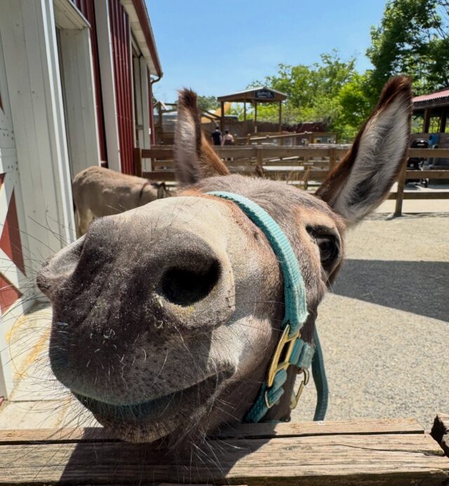 Cute snoot boop 👆🏼