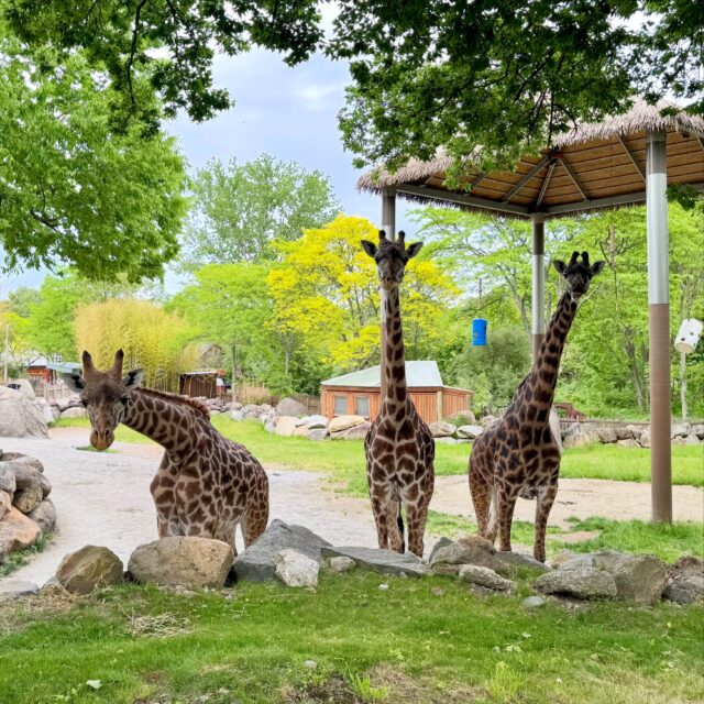 🚨Help us reach 100K followers for a chance to win the ultimate Zoo day! 🎉🦒🚂🎠

Tag your friend that doesn’t follow the Zoo, and tell us why you love following our page for a chance to win a 4-pack of Zoo tickets, a 4-pack of A Bug’s World Tickets, 4 train ride tickets, and 4 carousel ride tickets! 🎊

One winner will be chosen at random on Monday, June 1st and contacted via DM. Good luck and thanks for helping us reach 100K! 👏

⚠️ No purchase necessary. This promotion is in no way sponsored, endorsed, or administered by, or associated with Instagram.