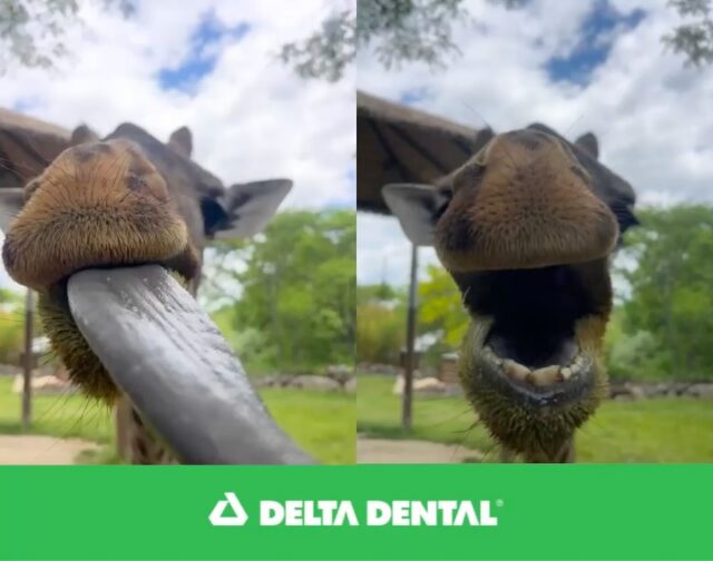 In honor of National Smile Day it’s #ToothTime presented by Delta Dental! 🦒🦷 Just like humans, adult giraffes have 32 teeth in total, however, if you look closely at a giraffe’s “smile” and you’ll notice they have no upper front teeth! Instead, they have a thick, leathery “dental pad” on the top of their mouths.

Smart Smile Tip: Giraffes may use a dental pad, but humans rely on healthy gums. Make flossing a part of your daily routine to keep your smile healthy.