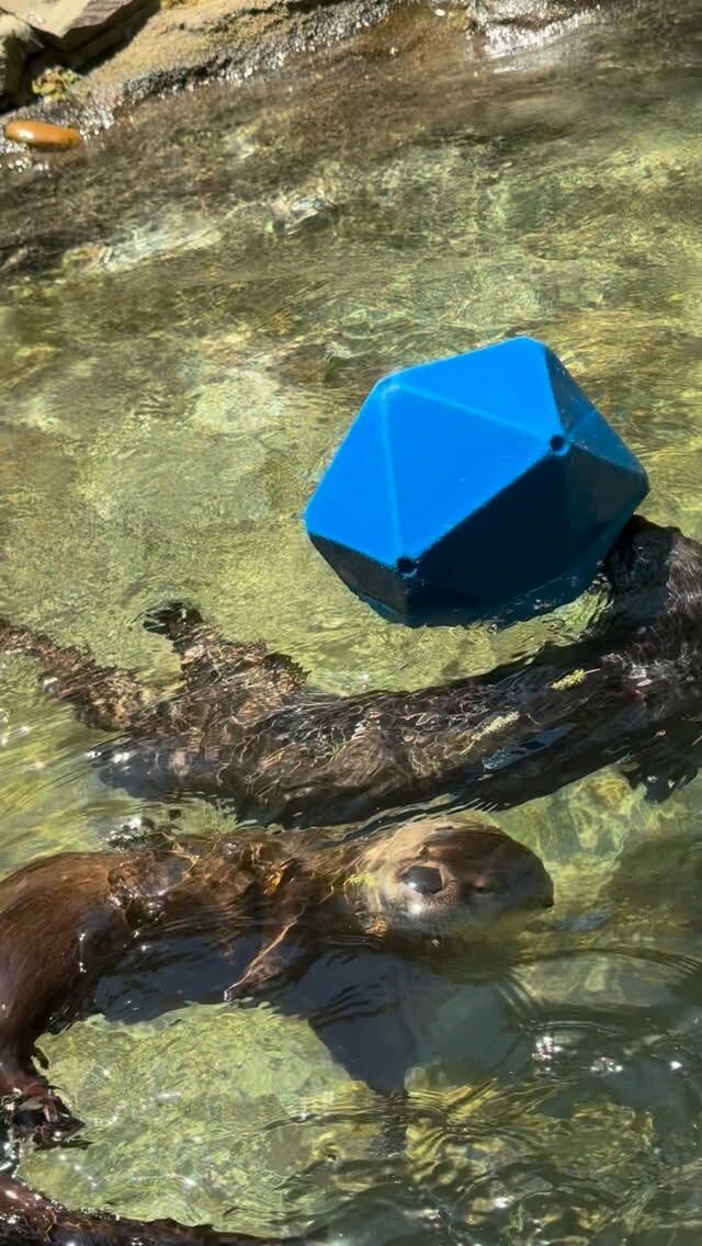Happy Word Otter Day! 💙 Did you know North American river otters have built-in swim goggles? They have a special third eyelid called a nictitating membrane that protects their eyes and helps them see perfectly clearly underwater.

Come see our river otters in action and you will find them running, splashing, and playing with some fun enrichment! 

#WOD2026 #WorldOtterDay #Zoo #Enrichment