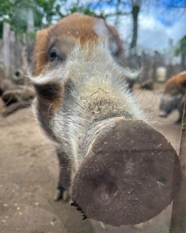 Sniff, sniff 🐽

The nose knows! Red river hogs have an incredible sense of smell and long, muscular snouts that act like shovels. Using thousands of scent receptors and the ability to feel vibrations in the ground, they can easily sniff and dig out hidden treats beneath the soil. 

📷: Meg, Manager of School Programs