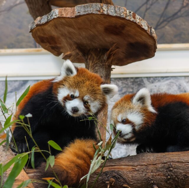 Bittersweet red panda update ❤️ If you’ve visited us recently, you might have noticed our red panda kits are growing up fast as they are approaching their first birthday! Both of our kits, Katara and Sokka, are part of vital breeding recommendations from the Association of Zoos and Aquariums’ Species Survival Plan (SSP).

Katara has already moved to her new Zoo, and is settling in well. We will be sure to share the news once her new facility is ready to announce her arrival. Sokka will be moving to his new facility in the fall, updates to come soon. While we will miss them, these moves are a huge milestone. By creating their own families, they are playing a crucial role in conservation breeding to ensure a bright future for this endangered species.

Join us in wishing them well on their new journeys!

P.S. Mom Zan and dad Kendji will remain at our Zoo. They are also a breeding pair, and we hope they will have more kits in the future!