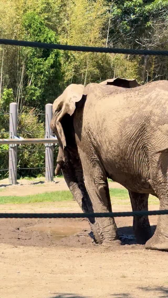Soaking up the sun and playing in the mud! 🐘☀️
.
#elephant #cute #animals #summer